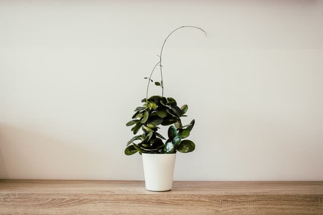 Desk Plants